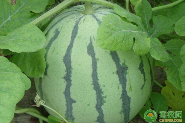大棚小西瓜品种、病虫害类型及防治方法-图片版权归惠农网所有