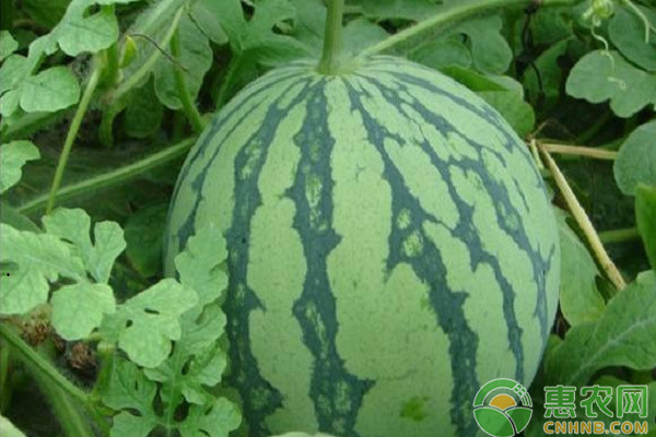 大棚小西瓜连续结瓜栽培法-图片版权归惠农网所有