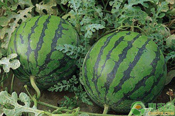 大棚小西瓜连续结瓜栽培法-图片版权归惠农网所有
