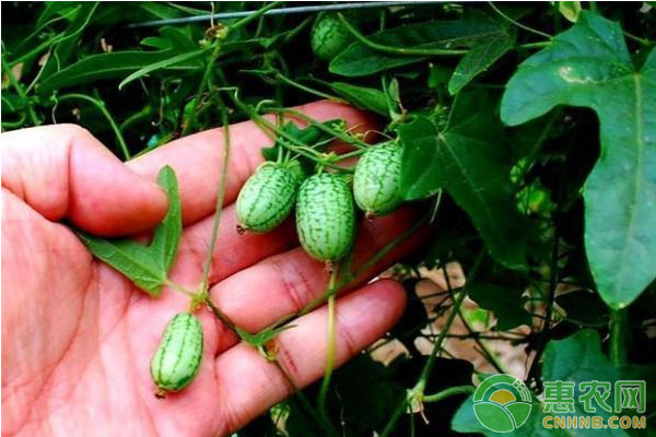 袖珍小西瓜的高产种植管理技术-图片版权归惠农网所有