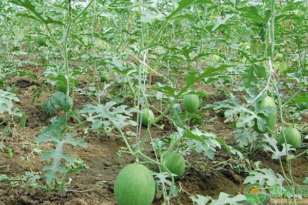 袖珍小西瓜的高产种植管理技术-图片版权归惠农网所有