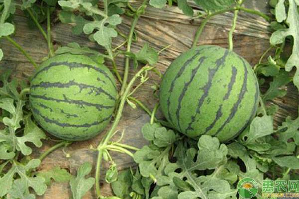 袖珍小西瓜的高产种植管理技术-图片版权归惠农网所有