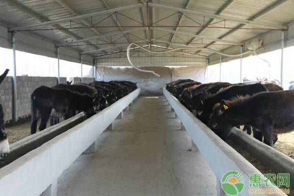 避免母驴流产和难产的十条建议-图片版权归惠农网所有