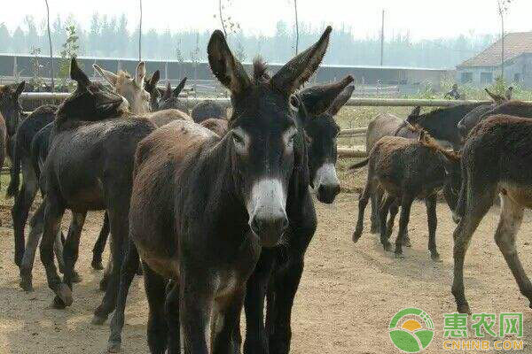 规模化驴场驴驹腹泻的预防及治疗方案-图片版权归惠农网所有