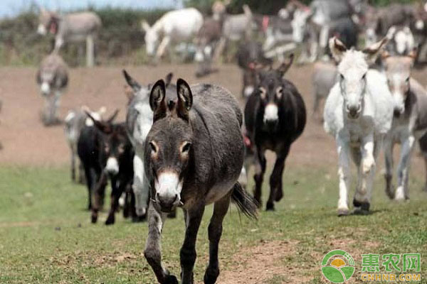 规模化驴场驴驹腹泻的预防及治疗方案-图片版权归惠农网所有