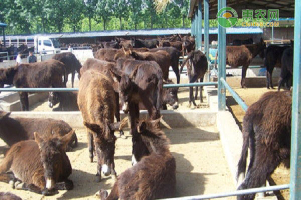 养驴常见的疾病防治-图片版权归惠农网所有