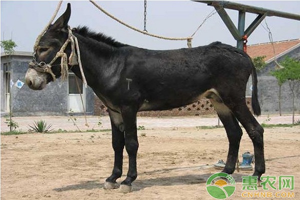 肉驴养殖场怎么消毒？肉驴养殖场消毒方法-图片版权归惠农网所有