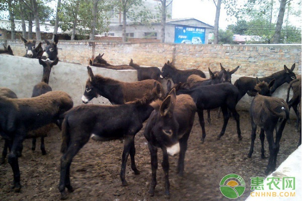 肉驴养殖场怎么消毒？肉驴养殖场消毒方法-图片版权归惠农网所有