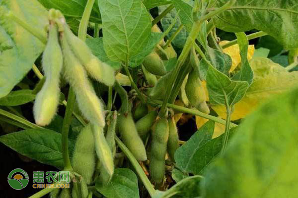 大豆结荚期的管理要点-图片版权归惠农网所有