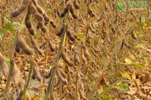 夏播大豆什么时间播种？-图片版权归惠农网所有