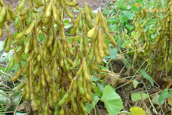 大豆高产栽培技术要点-图片版权归惠农网所有