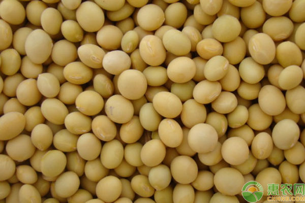 大豆高产栽培技术要点-图片版权归惠农网所有