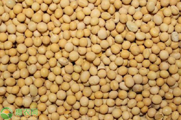 大豆高产栽培技术要点-图片版权归惠农网所有