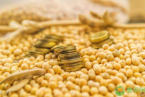 农村种大豆怎么能高产？注意这几点，大豆高产又优质-图片版权归惠农网所有