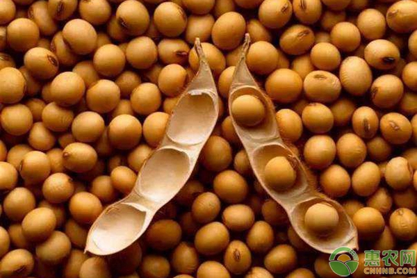 农村种大豆怎么能高产？注意这几点，大豆高产又优质-图片版权归惠农网所有