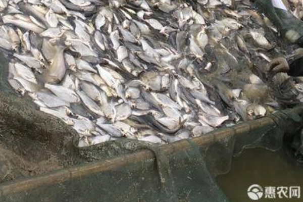 鳊鱼养殖的方法及技术-图片版权归惠农网所有