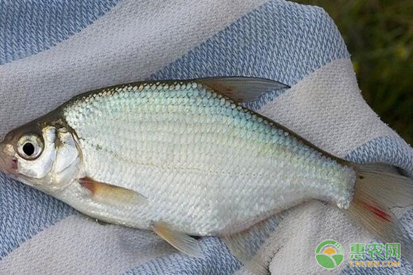 鳊鱼养殖要掌握哪些技术要点？-图片版权归惠农网所有