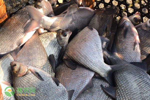 鳊鱼养殖要掌握哪些技术要点？-图片版权归惠农网所有