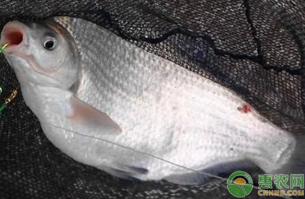 水产养殖冬季鳊鱼养殖管理的技术-图片版权归惠农网所有