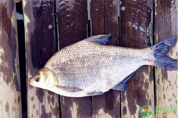 池塘鳊鱼高密度养殖技术-图片版权归惠农网所有