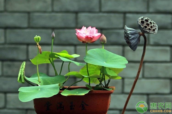 碗莲怎么种？碗莲的种植方法详解-图片版权归惠农网所有