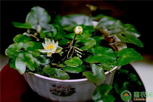 碗莲怎么种？碗莲的种植方法详解-图片版权归惠农网所有