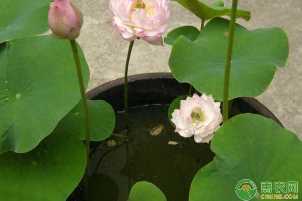 碗莲的种植方法水培-图片版权归惠农网所有