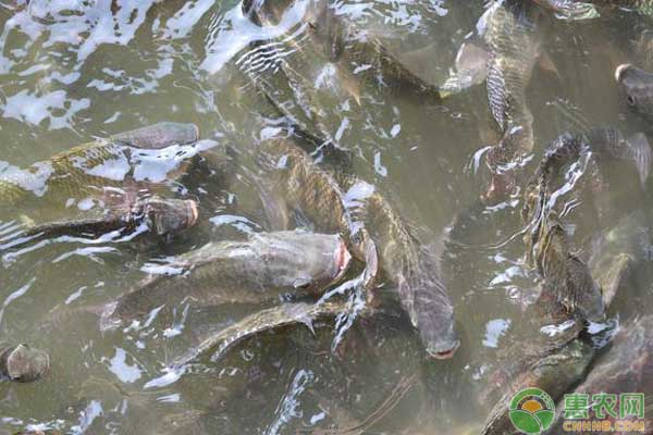 罗非鱼的特点及育苗技术-图片版权归惠农网所有