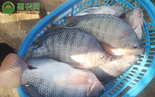 罗非鱼是海水还是淡水的？-图片版权归惠农网所有
