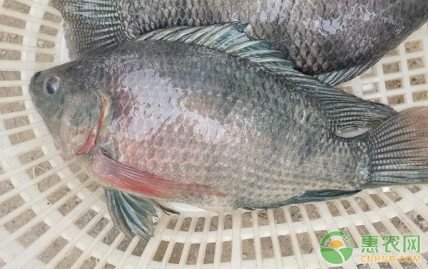 罗非鱼是海水还是淡水的？-图片版权归惠农网所有