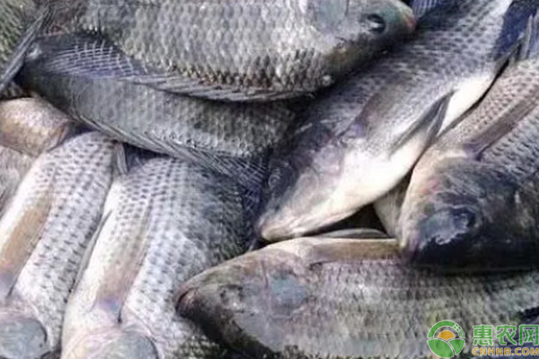 罗非鱼的养殖技术-图片版权归惠农网所有