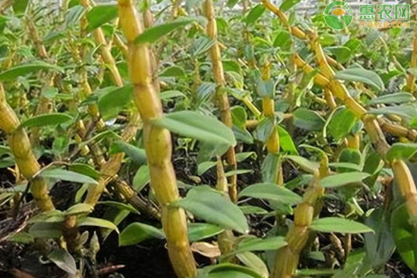 如何种植铁皮石斛？-图片版权归惠农网所有