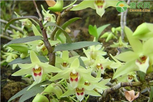 如何种植铁皮石斛？-图片版权归惠农网所有