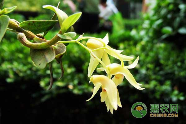 名贵药材铁皮石斛怎么种？铁皮石斛种植效益怎么样？-图片版权归惠农网所有