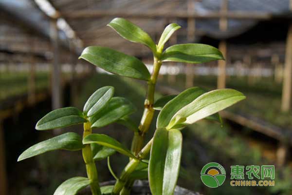 名贵药材铁皮石斛怎么种？铁皮石斛种植效益怎么样？-图片版权归惠农网所有