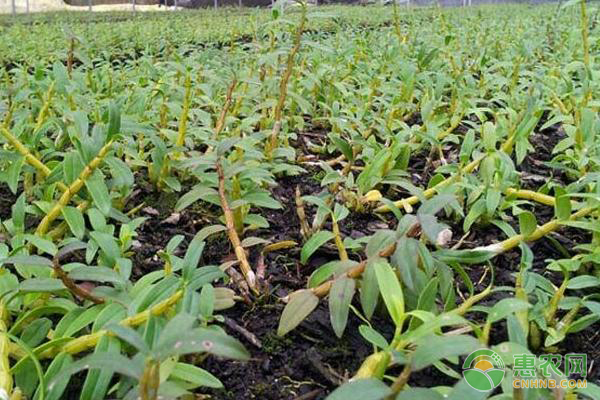 石斛种植的高效技术-图片版权归惠农网所有