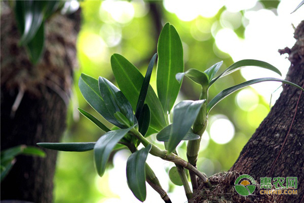 石斛种植的高效技术-图片版权归惠农网所有