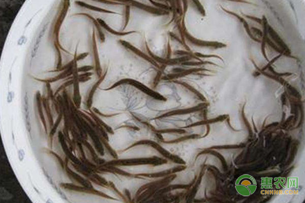 加州鲈鱼水花苗育苗的过程-图片版权归惠农网所有