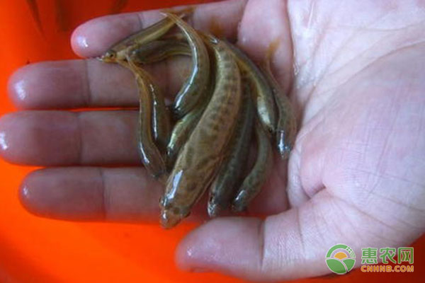 加州鲈鱼苗培育技术-图片版权归惠农网所有