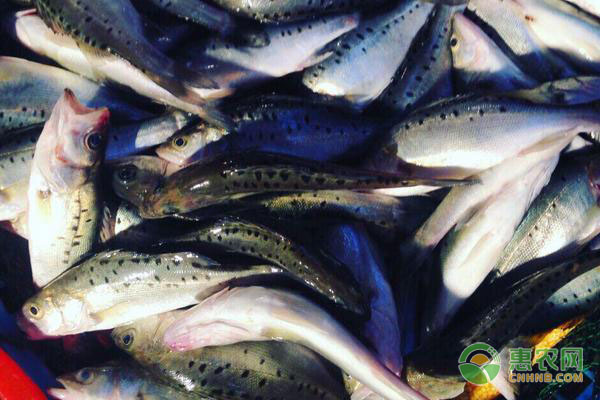 加州鲈鱼苗培育技术-图片版权归惠农网所有