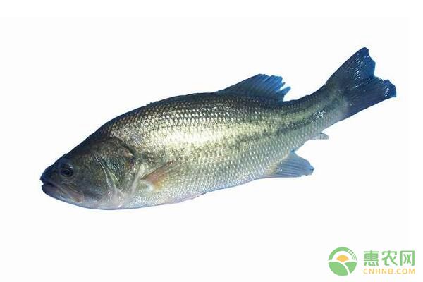 加州鲈单养技术及日常管理要点-图片版权归惠农网所有