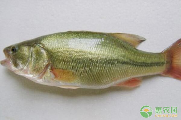 加州鲈单养技术及日常管理要点-图片版权归惠农网所有