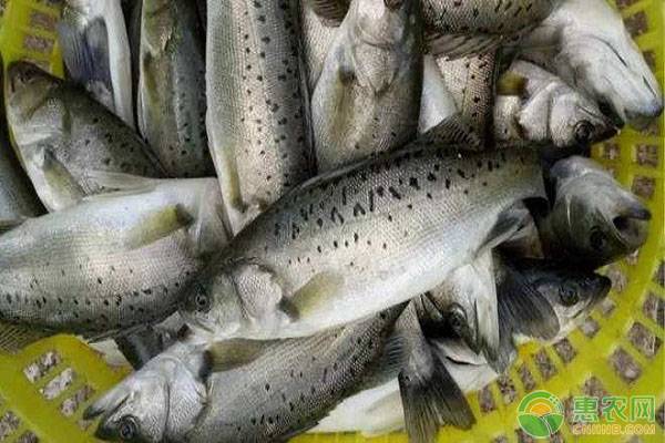 加州鲈鱼苗的驯化方法有哪些？-图片版权归惠农网所有