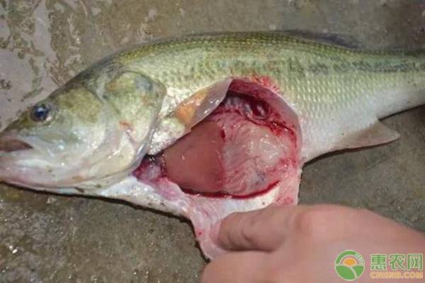 加州鲈鱼苗的驯化方法有哪些？-图片版权归惠农网所有