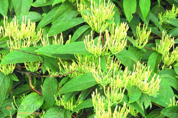 金银花施肥技术-图片版权归惠农网所有