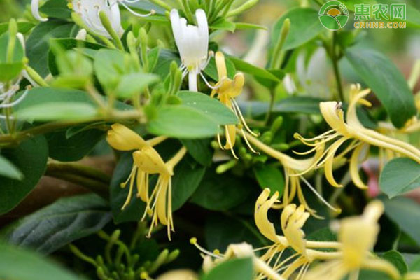 金银花栽植养护与注意事项-图片版权归惠农网所有