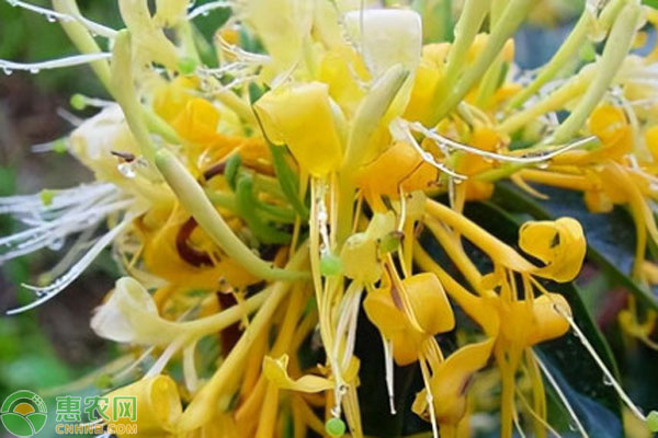 金银花栽植养护与注意事项-图片版权归惠农网所有