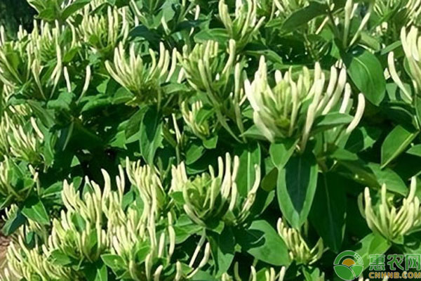 金银花栽植养护与注意事项-图片版权归惠农网所有