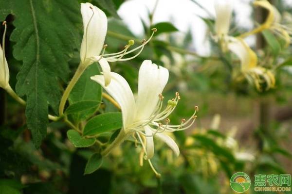 金银花的科学栽种方法-图片版权归惠农网所有