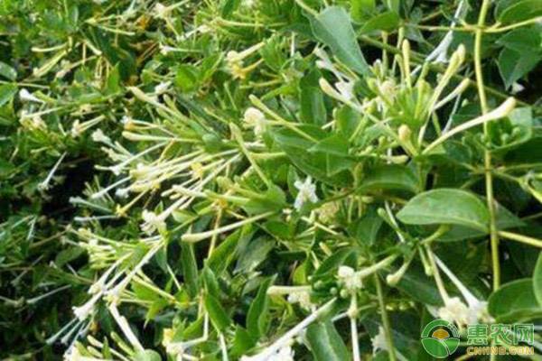 金银花怎么种植才会高产？-图片版权归惠农网所有